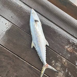 Meet your Posher, Harrison